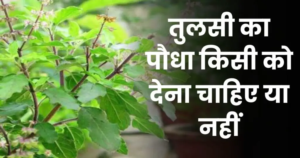 Tulsi Ka Paudha Kisi Ko Dena Chahie Ya Nahi Photo