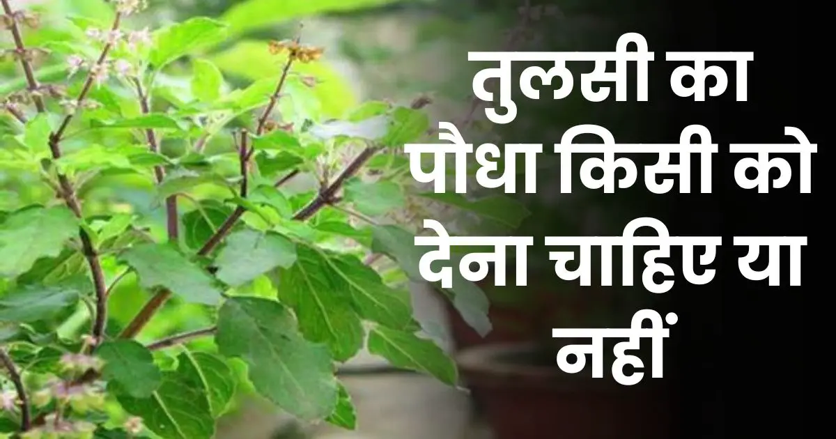 Tulsi Ka Paudha Kisi Ko Dena Chahie Ya Nahi Photo