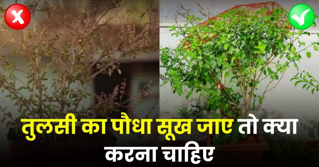 Tulsi Ka Paudha Sukh Jaye To Kya Karna Chahiye Photo